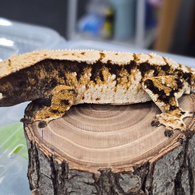 트라이 익스트림할리퀸