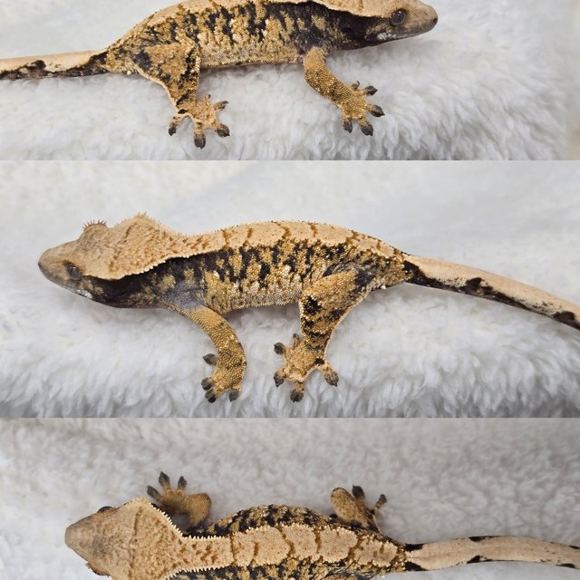 트라이 익스트림할리퀸