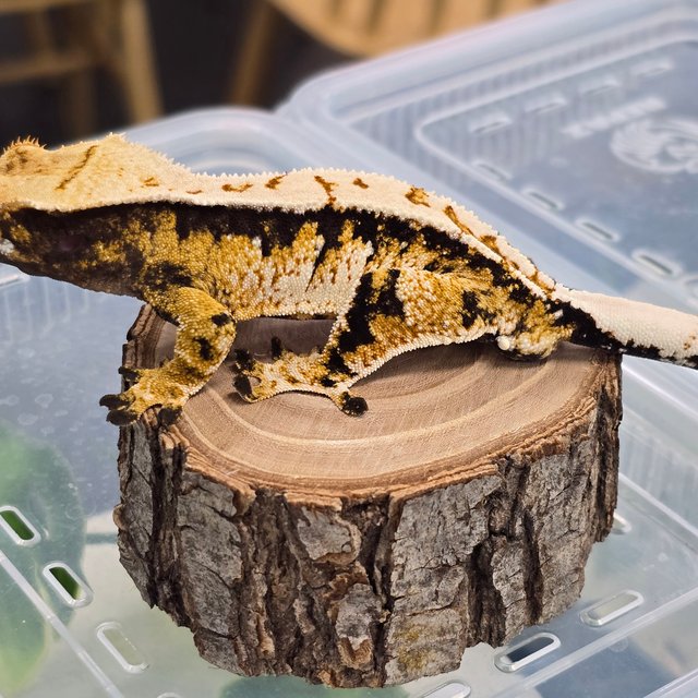 트라이 익스트림할리퀸