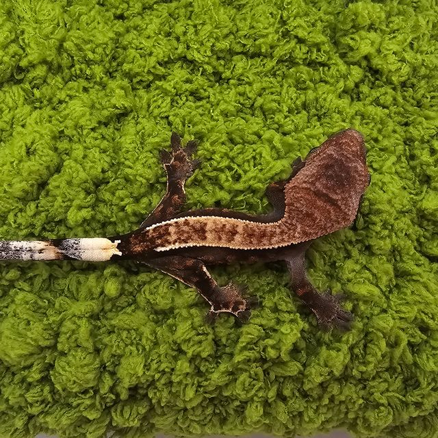 카푸치노