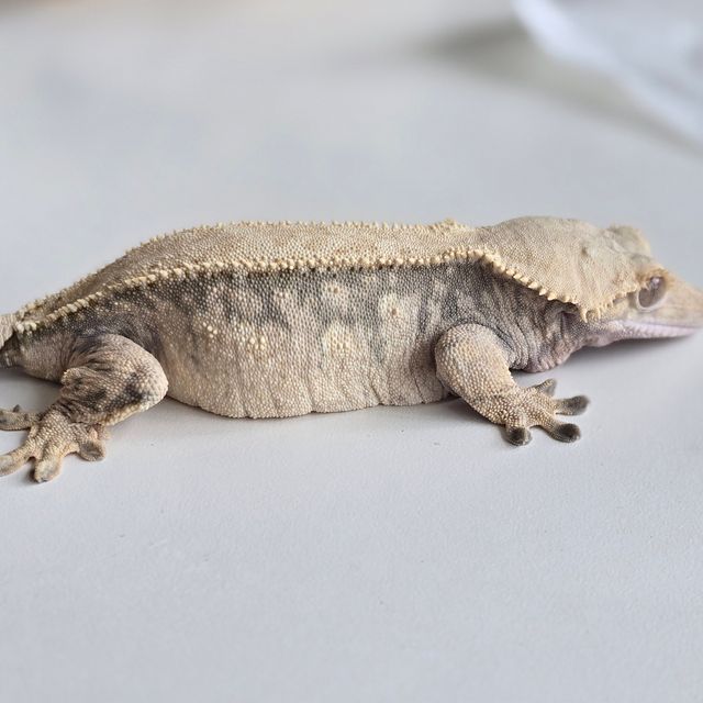 익스트림할리퀸