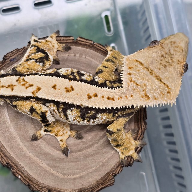 트라이 익스트림할리퀸