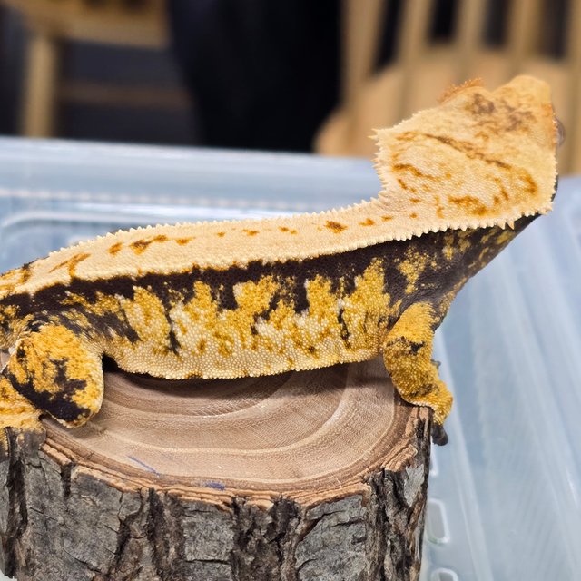 트라이 익스트림할리퀸