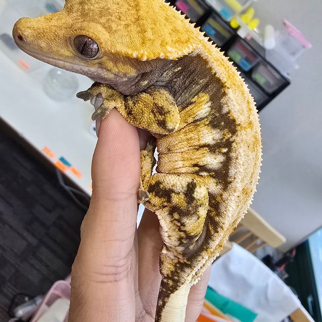 드리피 화이트스팟