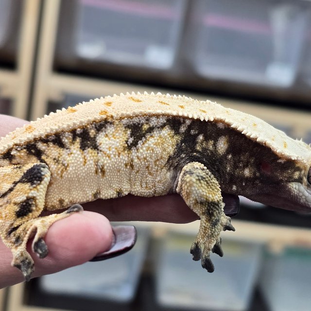 트라이 익스트림할리퀸 드리피 화이트스팟