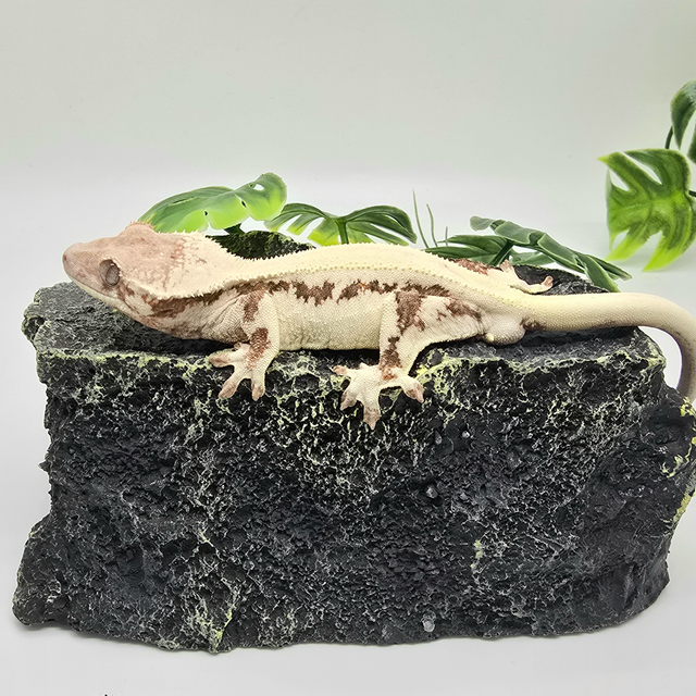 릴리 세이블