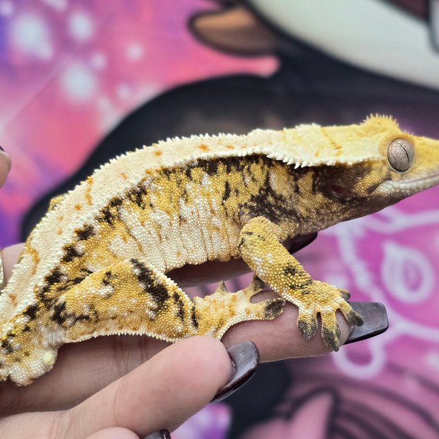 트라이 익스트림할리퀸