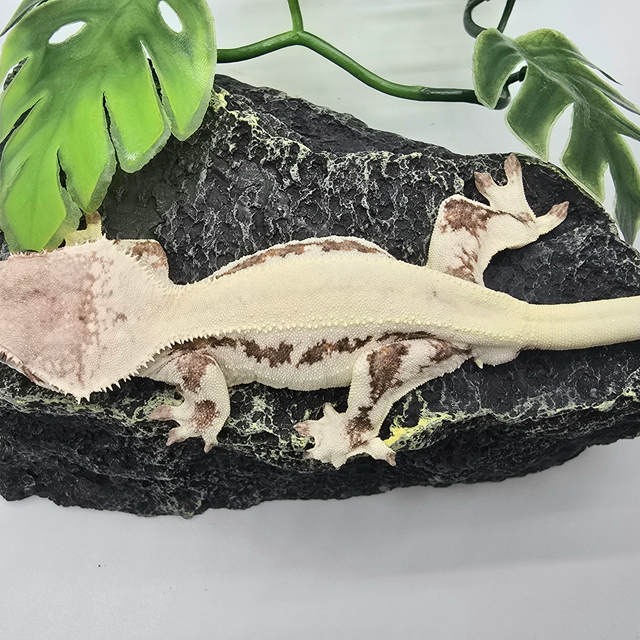 릴리 세이블