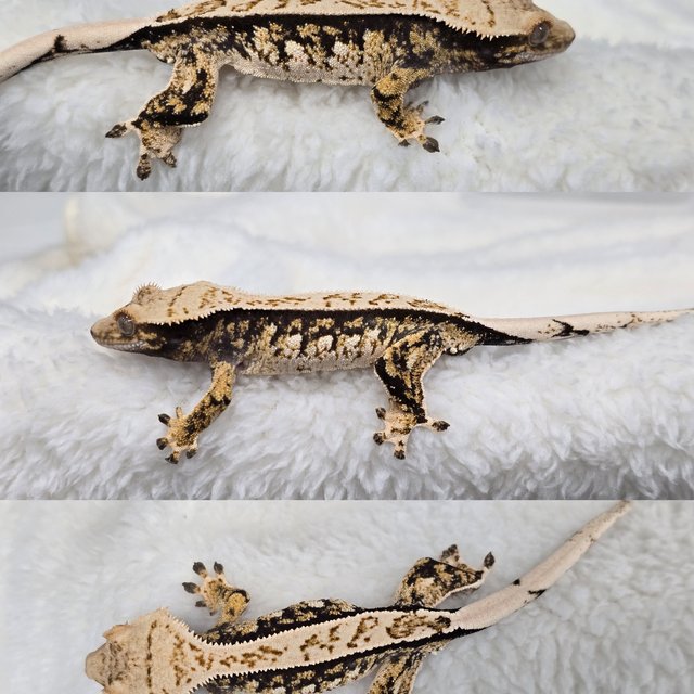 화이트핀 트라이