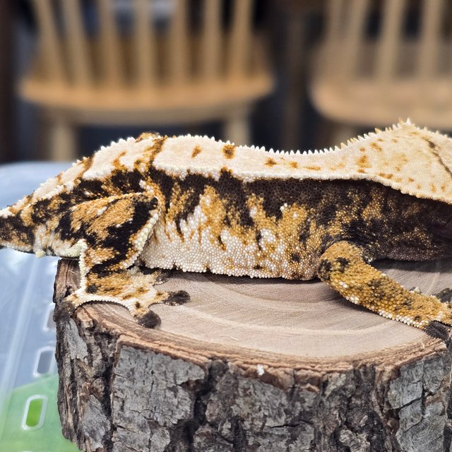 트라이 익스트림할리퀸