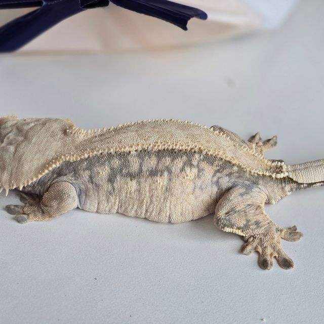 익스트림할리퀸