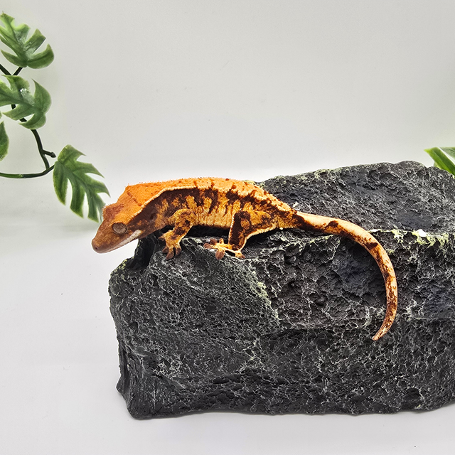 트라이 익스트림할리퀸 텐저린