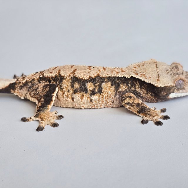 트라이 익스트림할리퀸