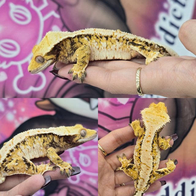 트라이 익스트림할리퀸