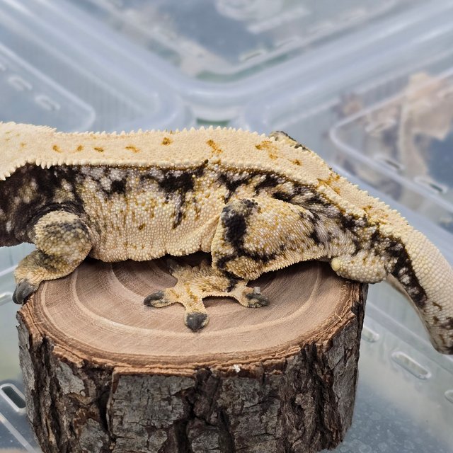 트라이 익스트림할리퀸 드리피 화이트스팟