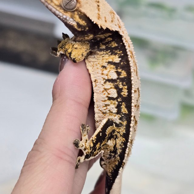 화이트핀 트라이