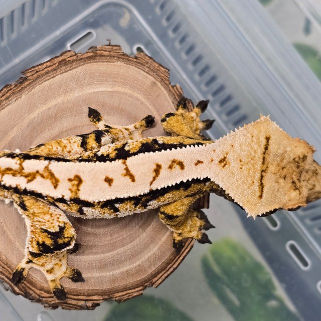 트라이 익스트림할리퀸