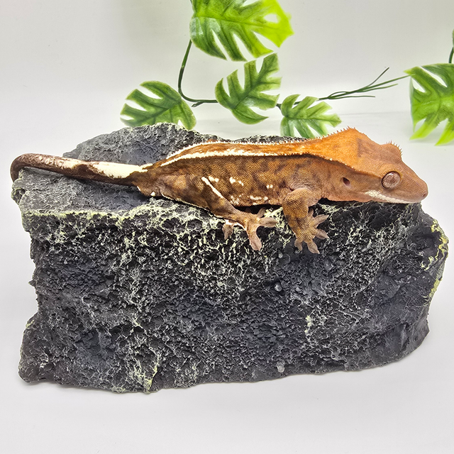 카푸치노