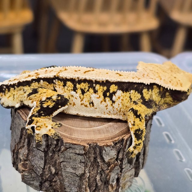 트라이 익스트림할리퀸