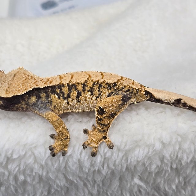 트라이 익스트림할리퀸