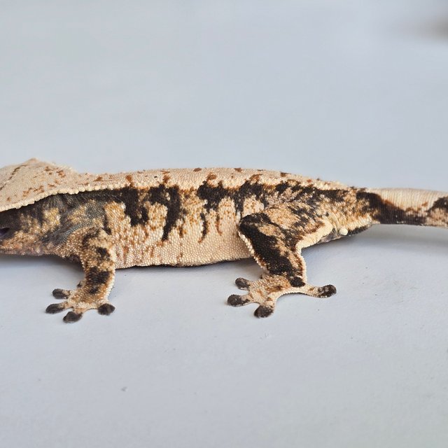 트라이 익스트림할리퀸