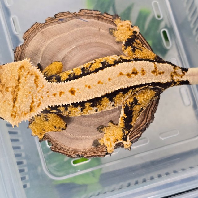 트라이 익스트림할리퀸