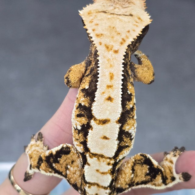 트라이 익스트림할리퀸