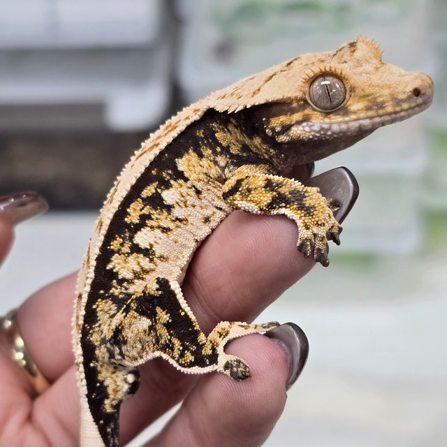 화이트핀 트라이