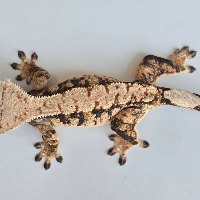 트라이 익스트림할리퀸