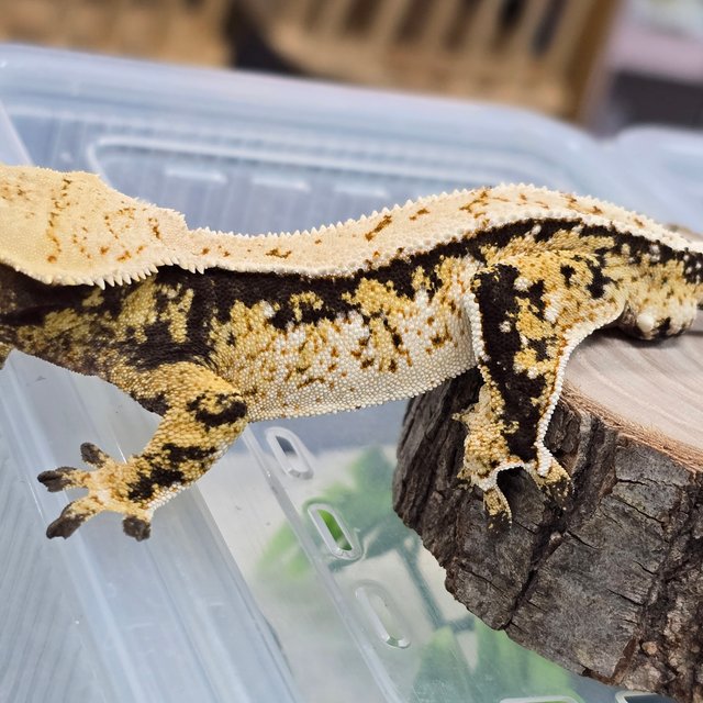 트라이 익스트림할리퀸