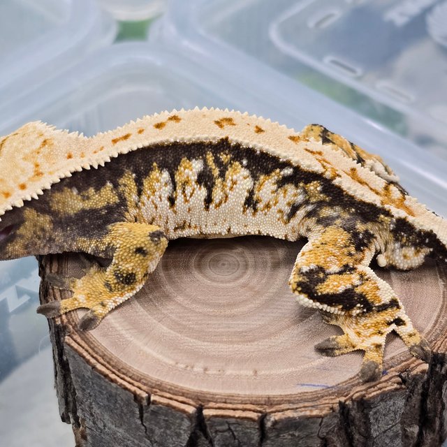 트라이 익스트림할리퀸