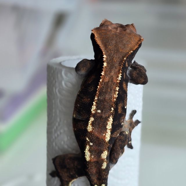 카푸치노