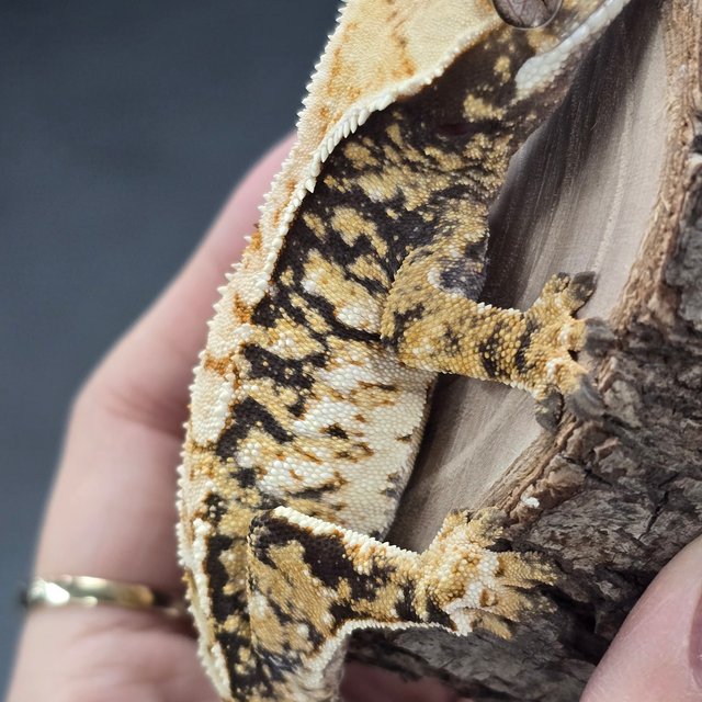 트라이 익스트림할리퀸