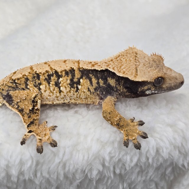 트라이 익스트림할리퀸