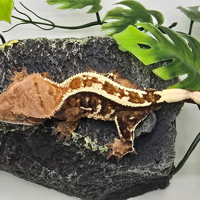 카푸치노