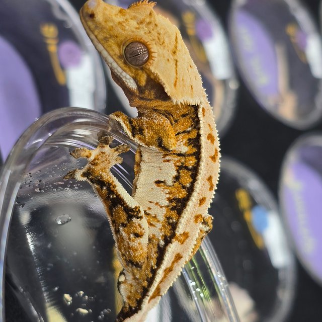 트라이 익스트림할리퀸