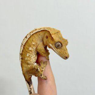 튼튼이