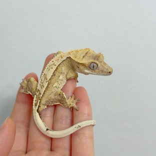 또또