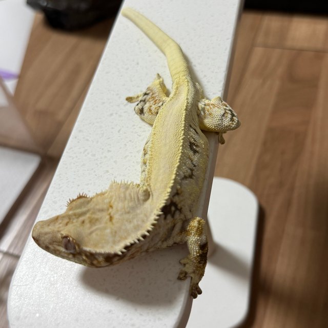 릴리화이트 솔리드백 드리피 풀핀