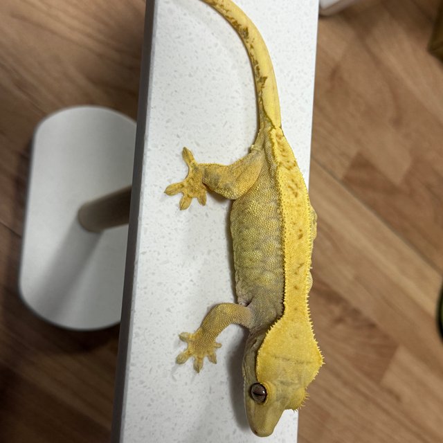 노멀 트라이 드리피