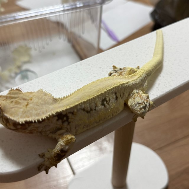 릴리화이트 솔리드백 드리피 풀핀