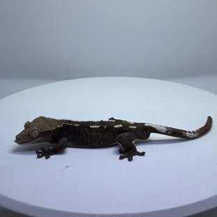 아잔틱 (부)