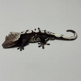 아잔틱 (부)