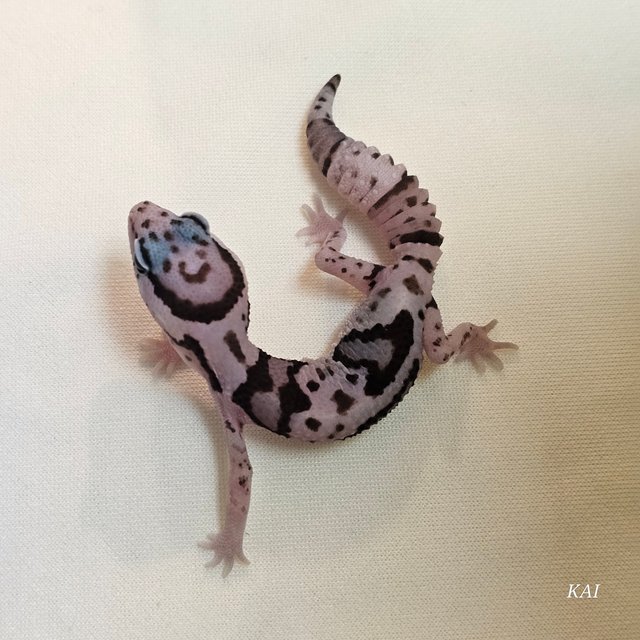 화이트아웃 오레오 헷 패턴리스