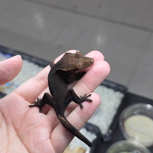 챠콜