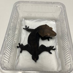 순혈 차콜 메인