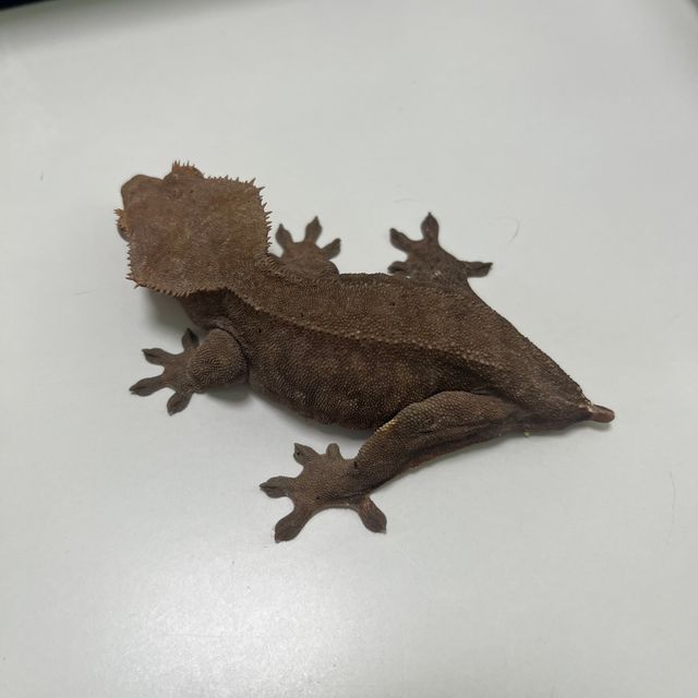 챠콜 다크 벅스킨