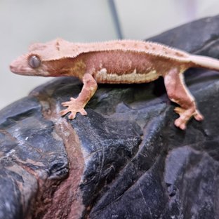 릴리100%헷아잔틱 풀핀 레드