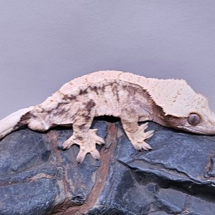 노멀 트라이 드리피