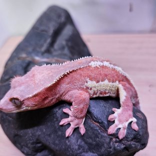 릴리100%헷아잔틱 팬텀 100%헷아잔틱